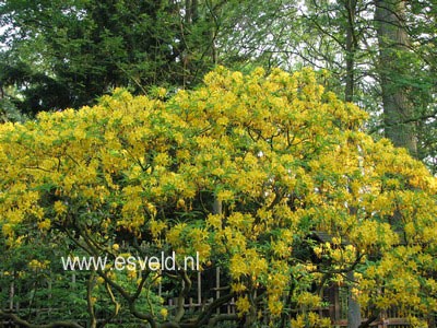 Rhododendron luteum