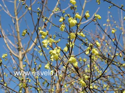 Corylopsis pauciflora