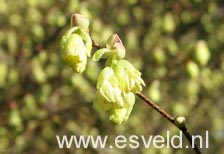 Corylopsis pauciflora