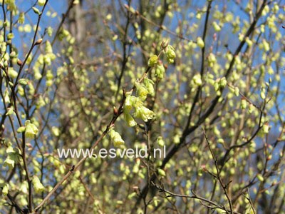 Corylopsis pauciflora