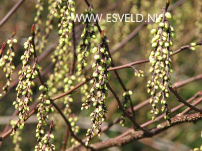 Stachyurus chinensis 'Joy Forever'