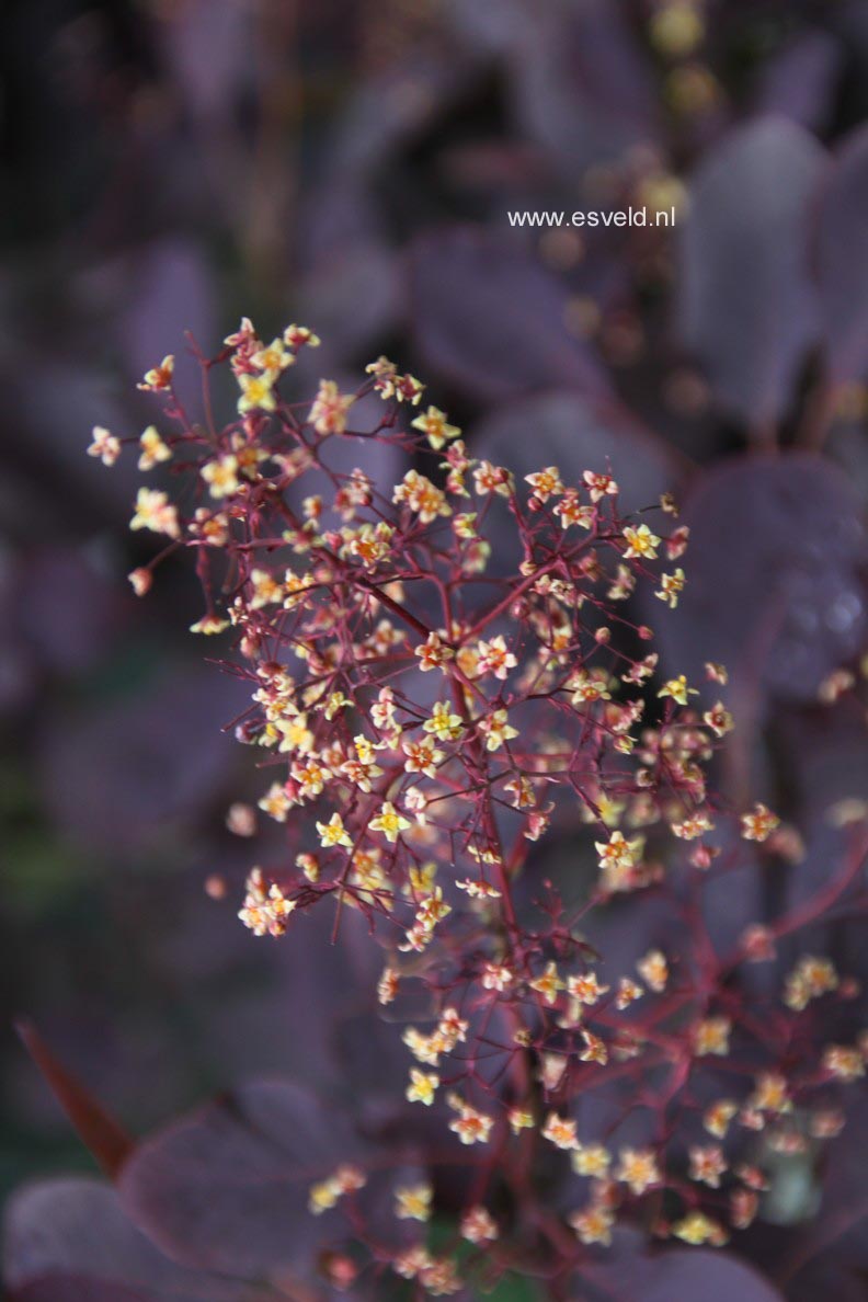 Cotinus coggygria 'Royal Purple'