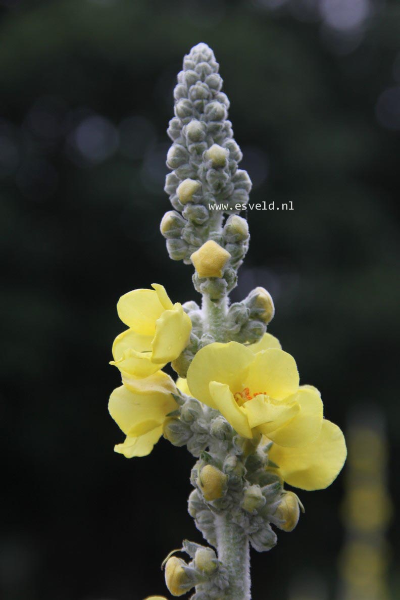 Verbascum bombyciferum