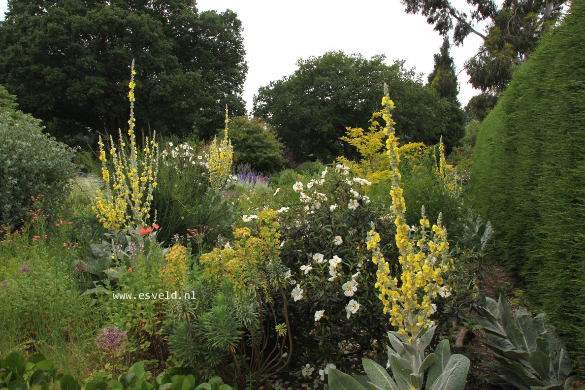 Verbascum bombyciferum