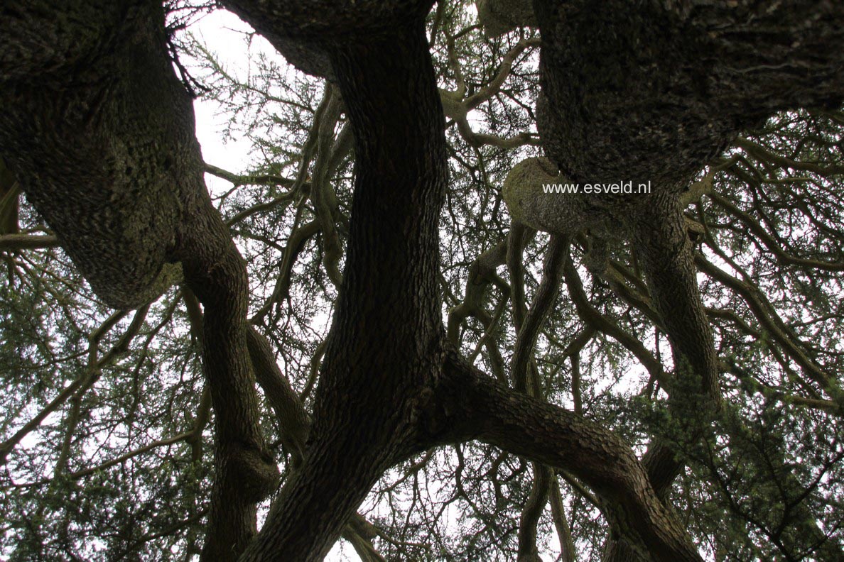 Cedrus libani