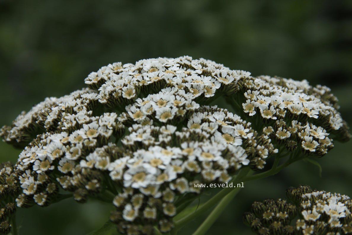 Achillea grandifolia