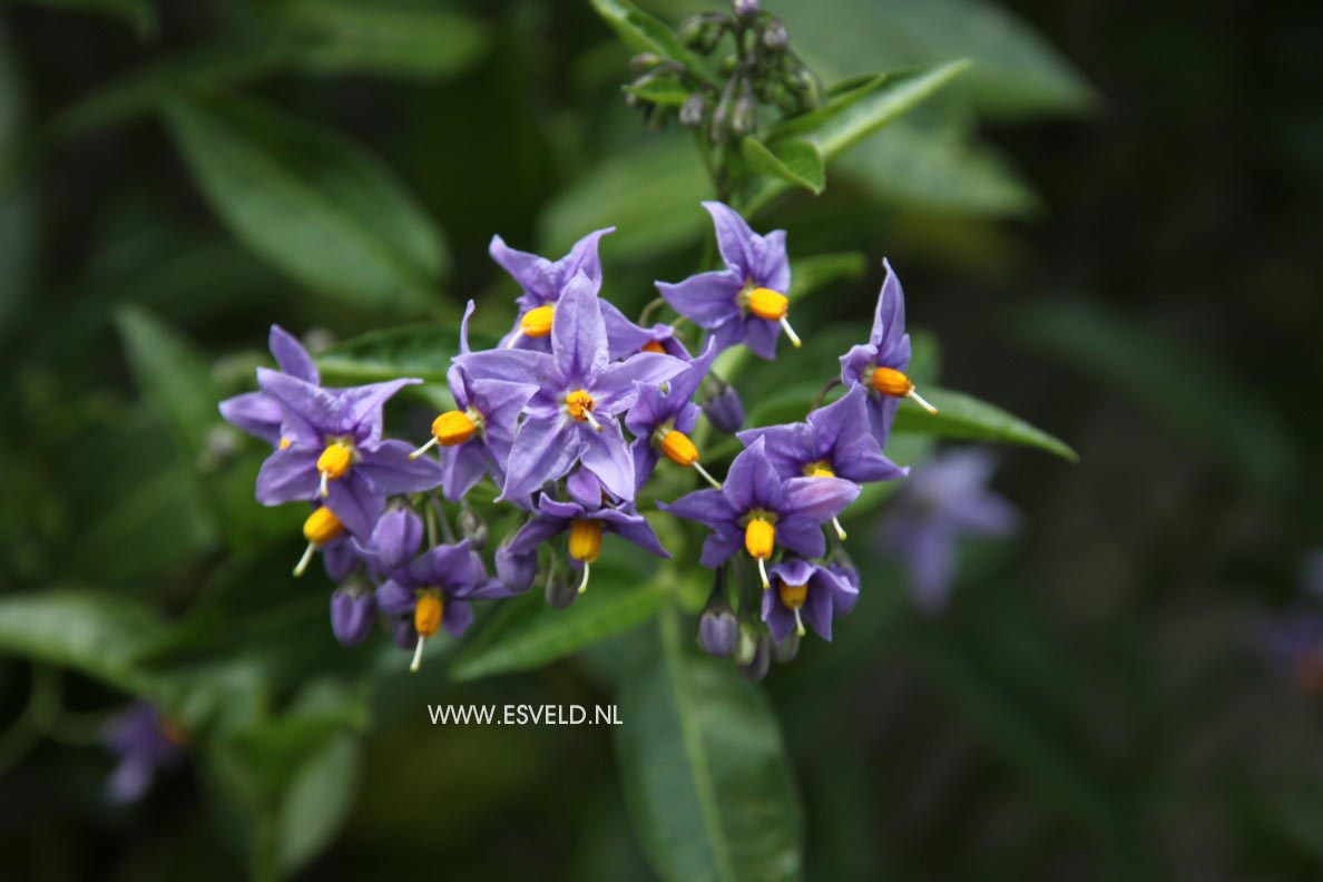 Solanum crispum 'Glasnevin'