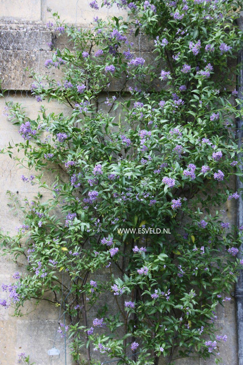 Solanum crispum 'Glasnevin'