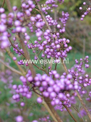 Callicarpa dichotoma