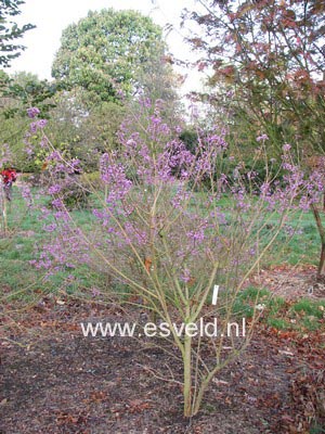 Callicarpa dichotoma