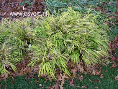 Hakonechloa macra