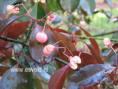 Euonymus grandiflorus