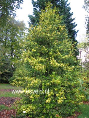 Ilex attenuata 'Sonny Foster'