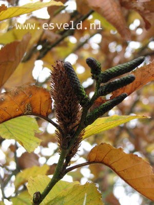 Betula medwediewii