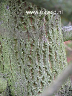 Cornus controversa