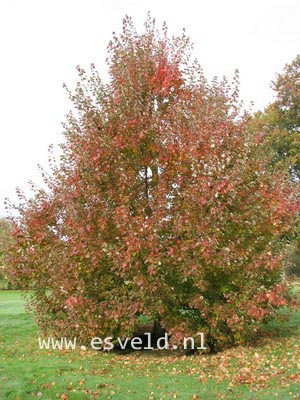 Acer rubrum 'Franksred' (RED SUNSET)