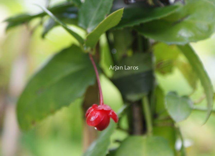 Berberidopsis corallina