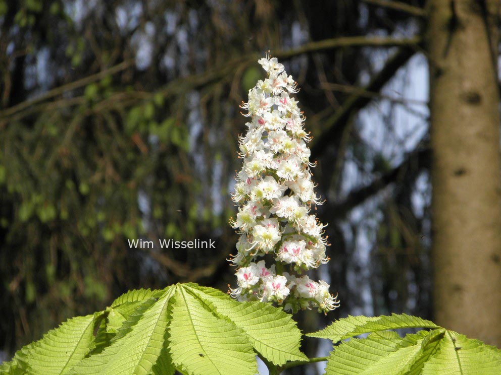 Aesculus hippocastanum 'Wisselink'