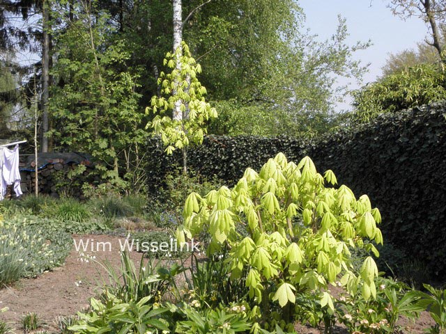 Aesculus hippocastanum 'Wisselink'