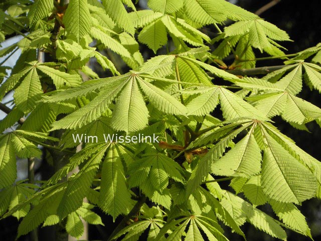 Aesculus hippocastanum 'Wisselink'