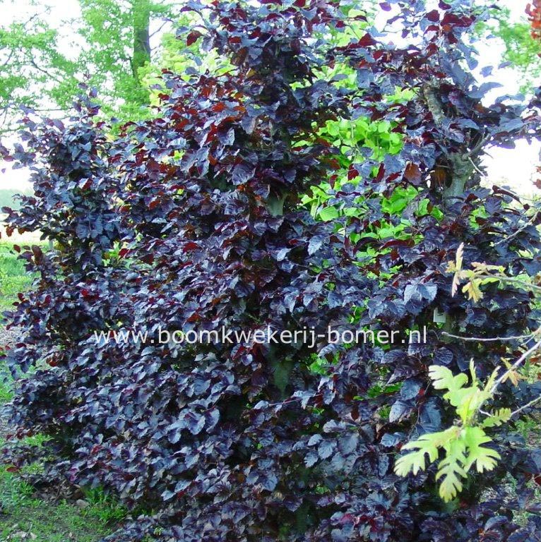 Fagus sylvatica 'Purpurea Nana'