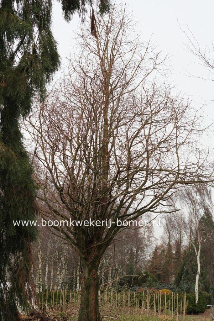 Metasequoia glyptostroboides 'Waasland'