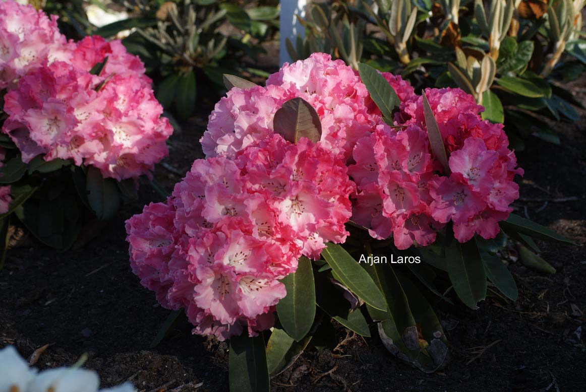 Rhododendron 'Rendezvous'