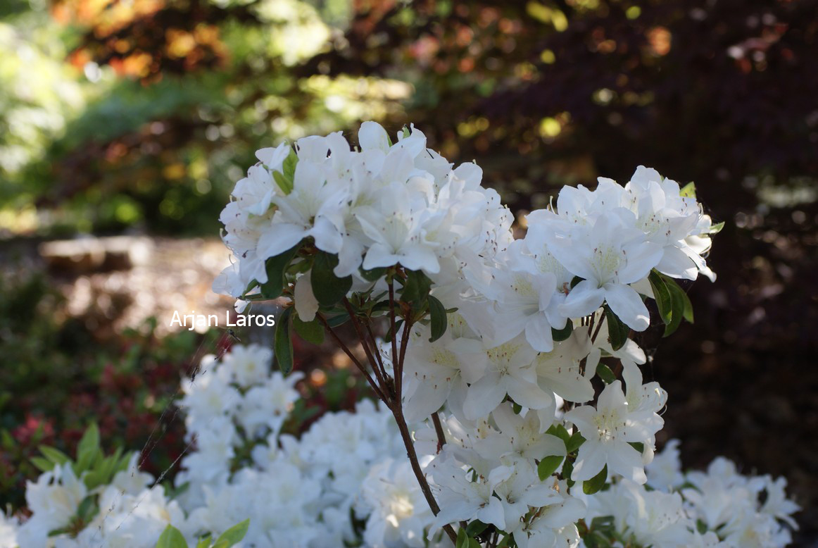 Azalea 'White Lady'