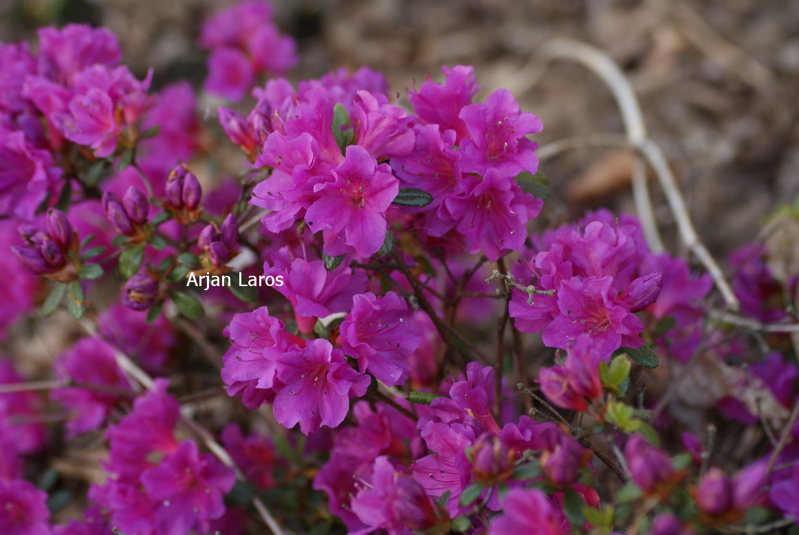 Azalea 'Christina'