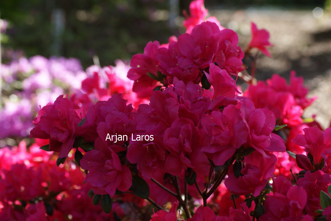 Azalea 'Tornella'