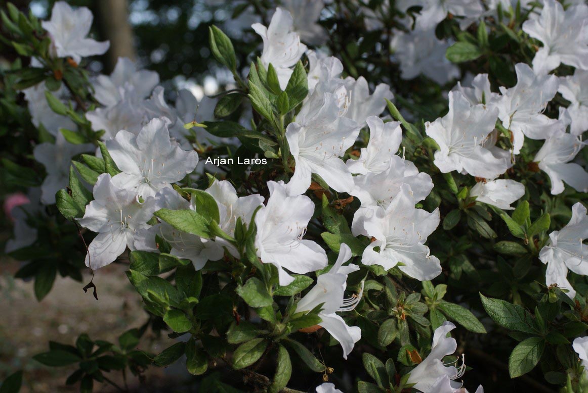 Rhododendron mucronatum