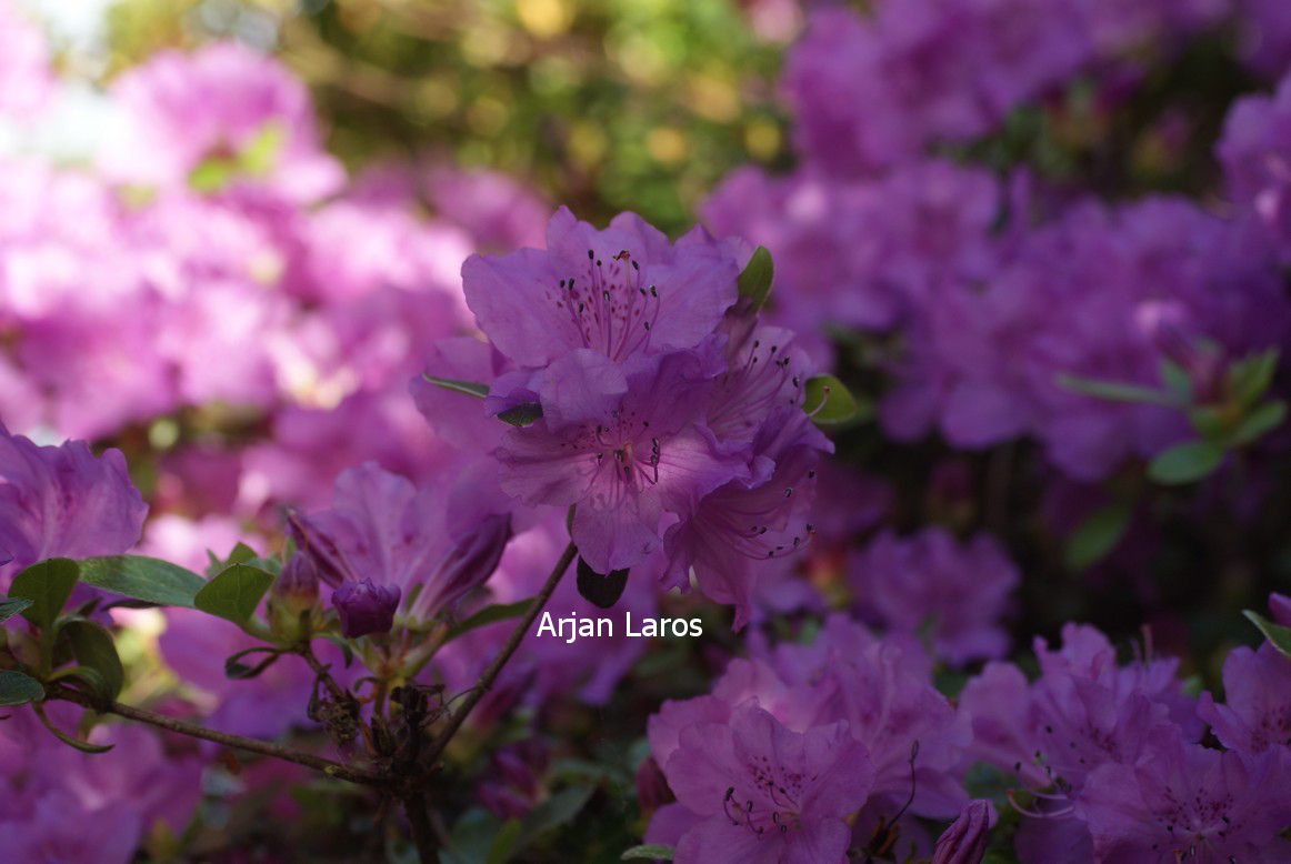 Azalea 'Labe'