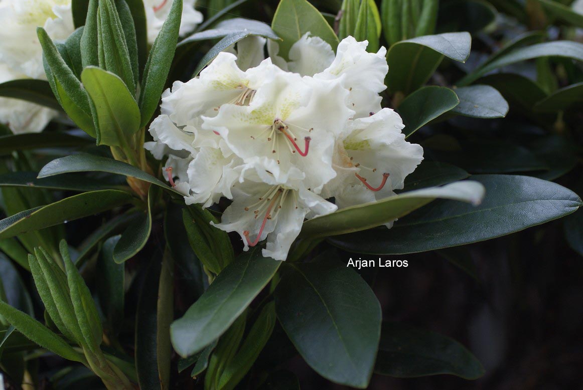 Rhododendron caucasicum luteum