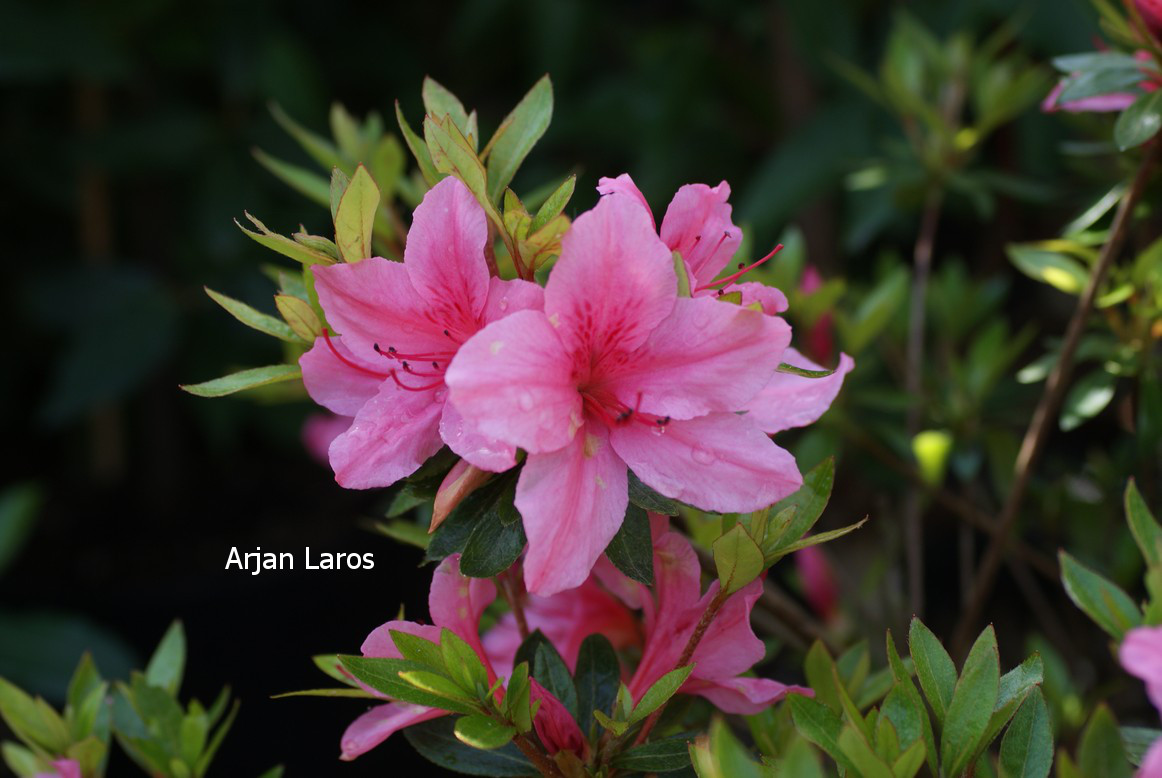 Azalea 'Yuka'