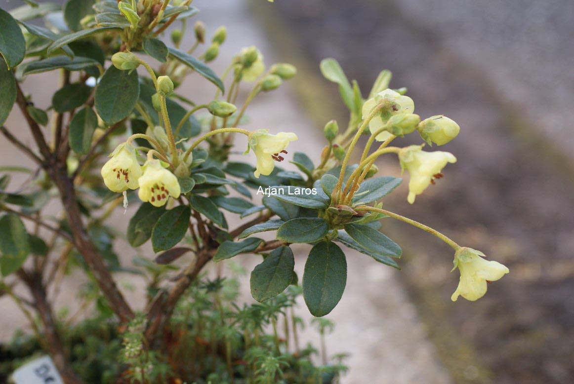 Rhododendron brachyanthum hypolepidotum