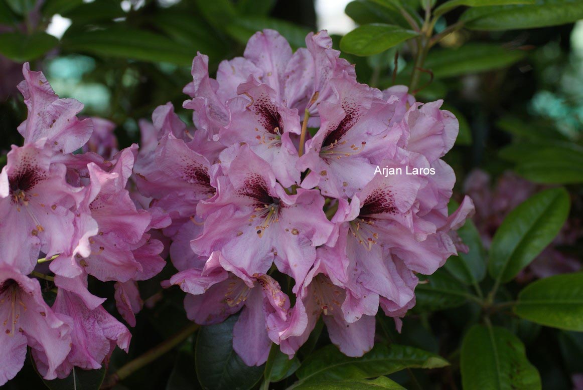 Rhododendron 'Ben Moseley'