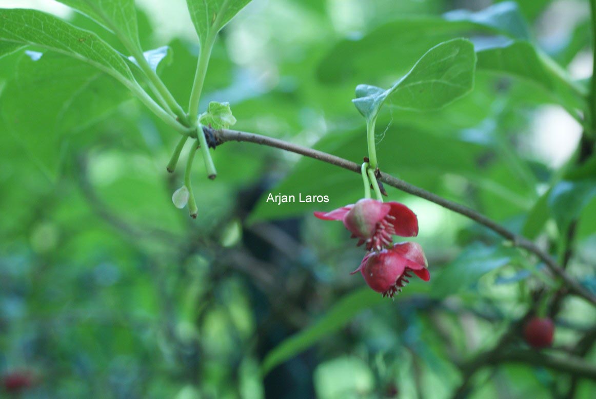 Schisandra rubriflora