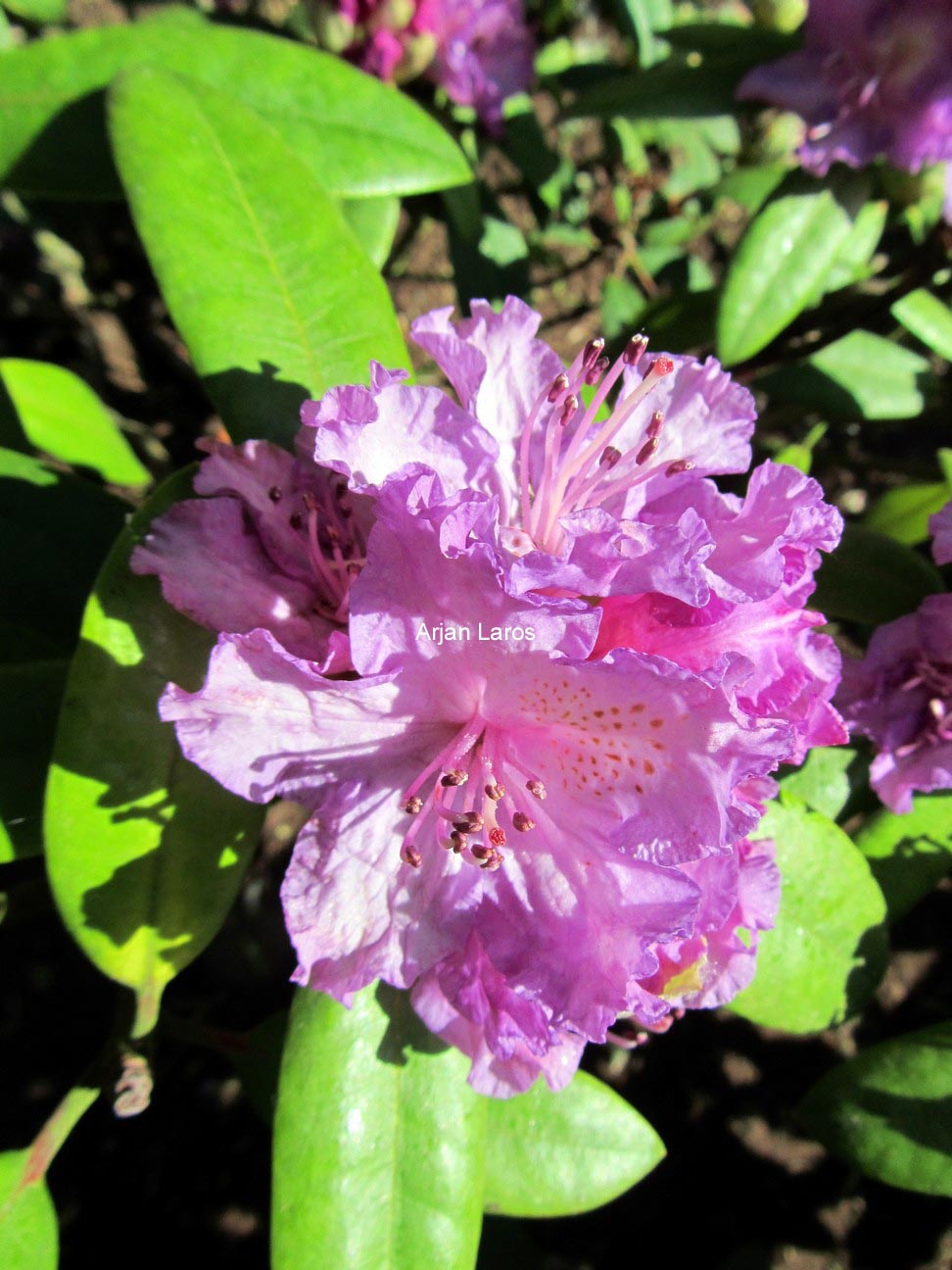 Rhododendron 'Alfred'