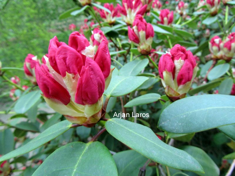 Rhododendron 'April Glow'