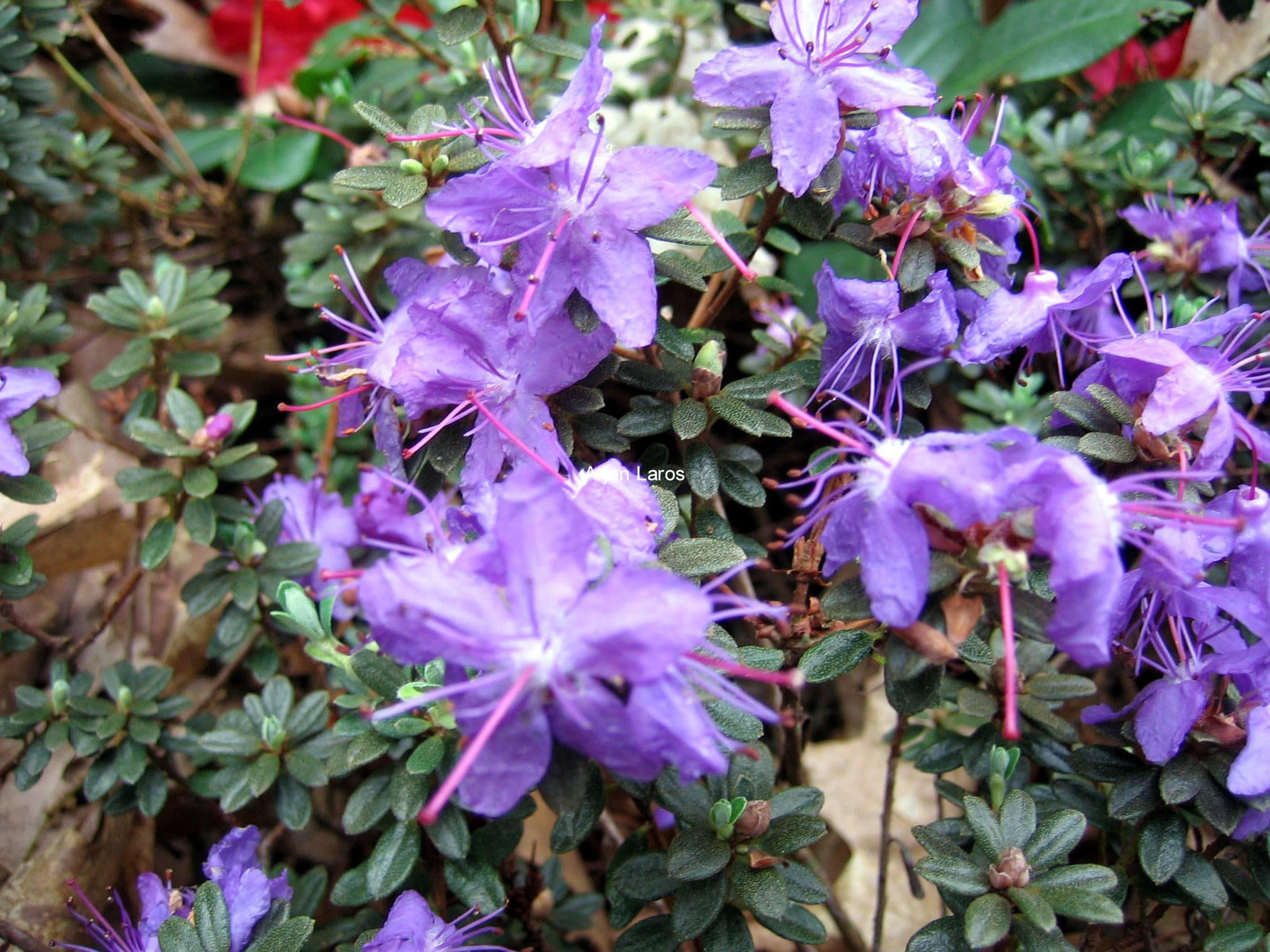 Rhododendron 'Blue Tit'