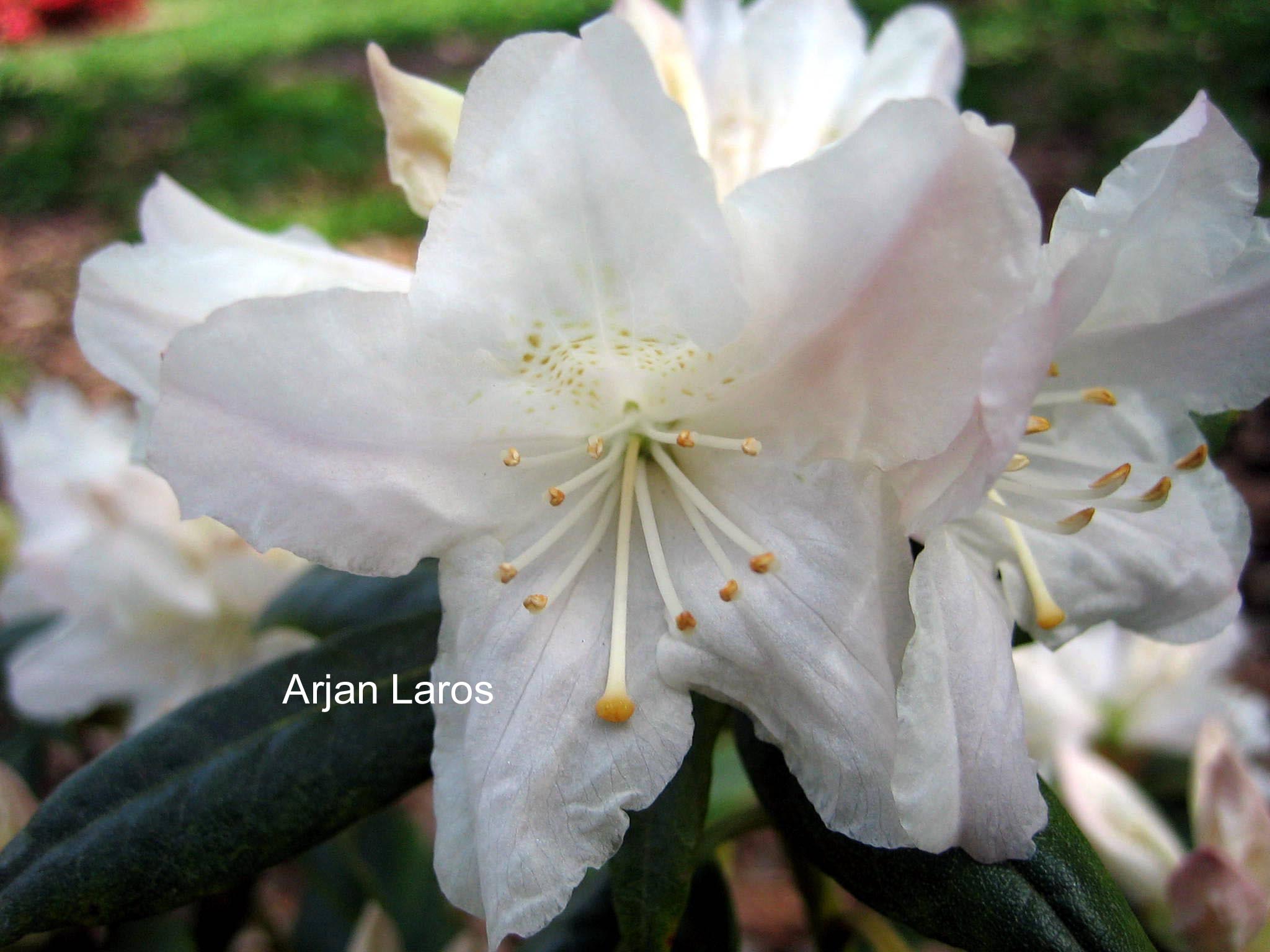 Rhododendron 'Dora Amateis'