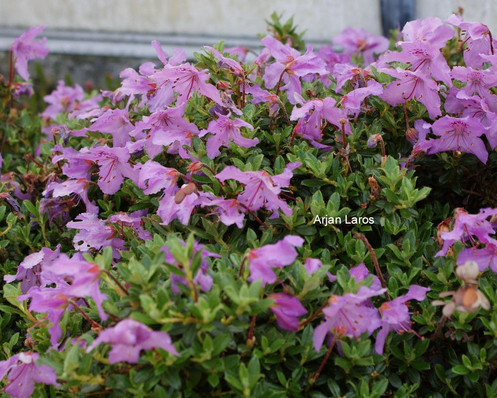 Rhododendron calostrotum keleticum radicans