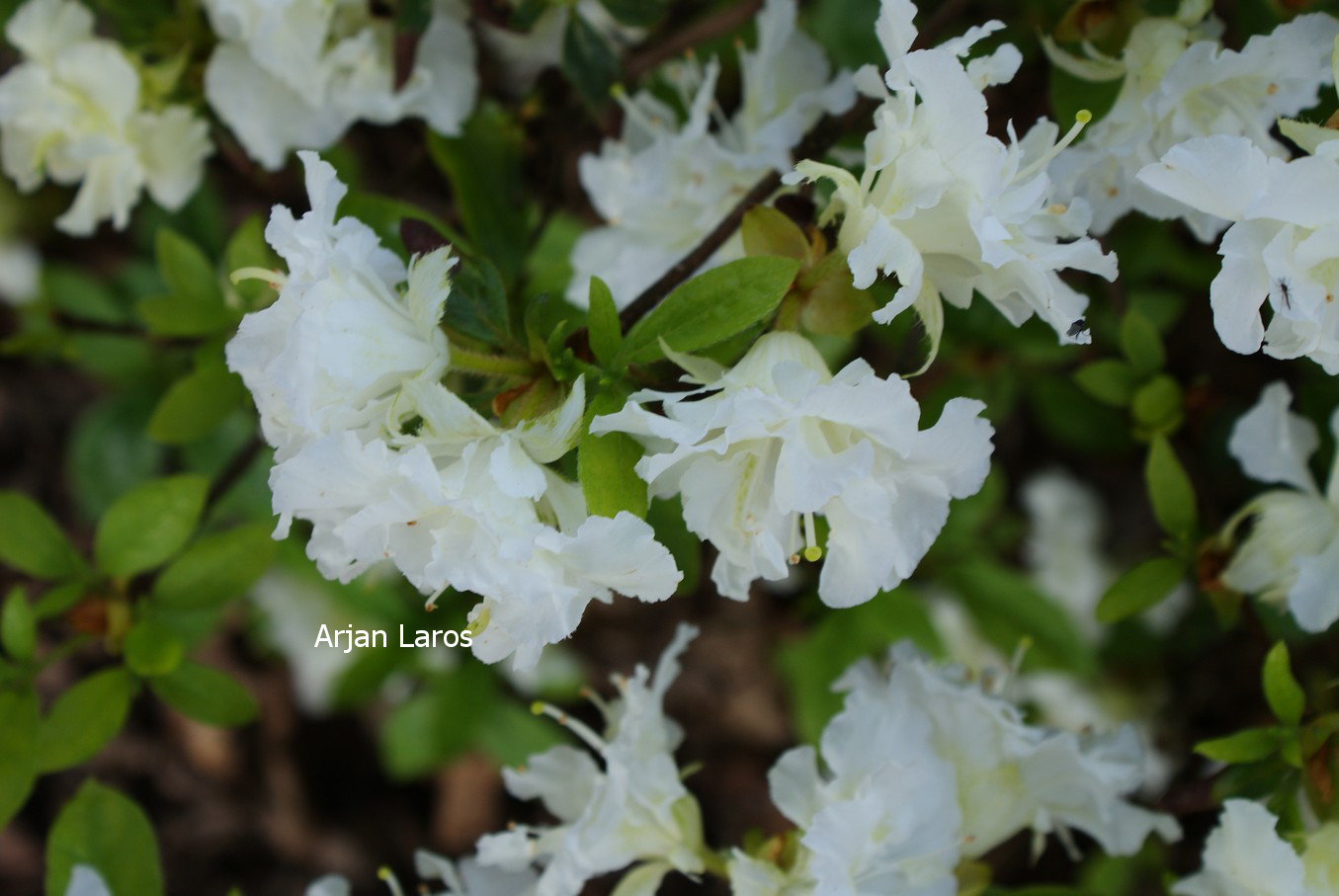 Azalea 'Helen Curtis'