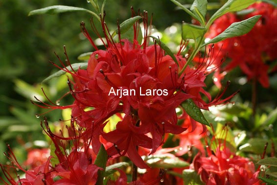 Rhododendron cumberlandense