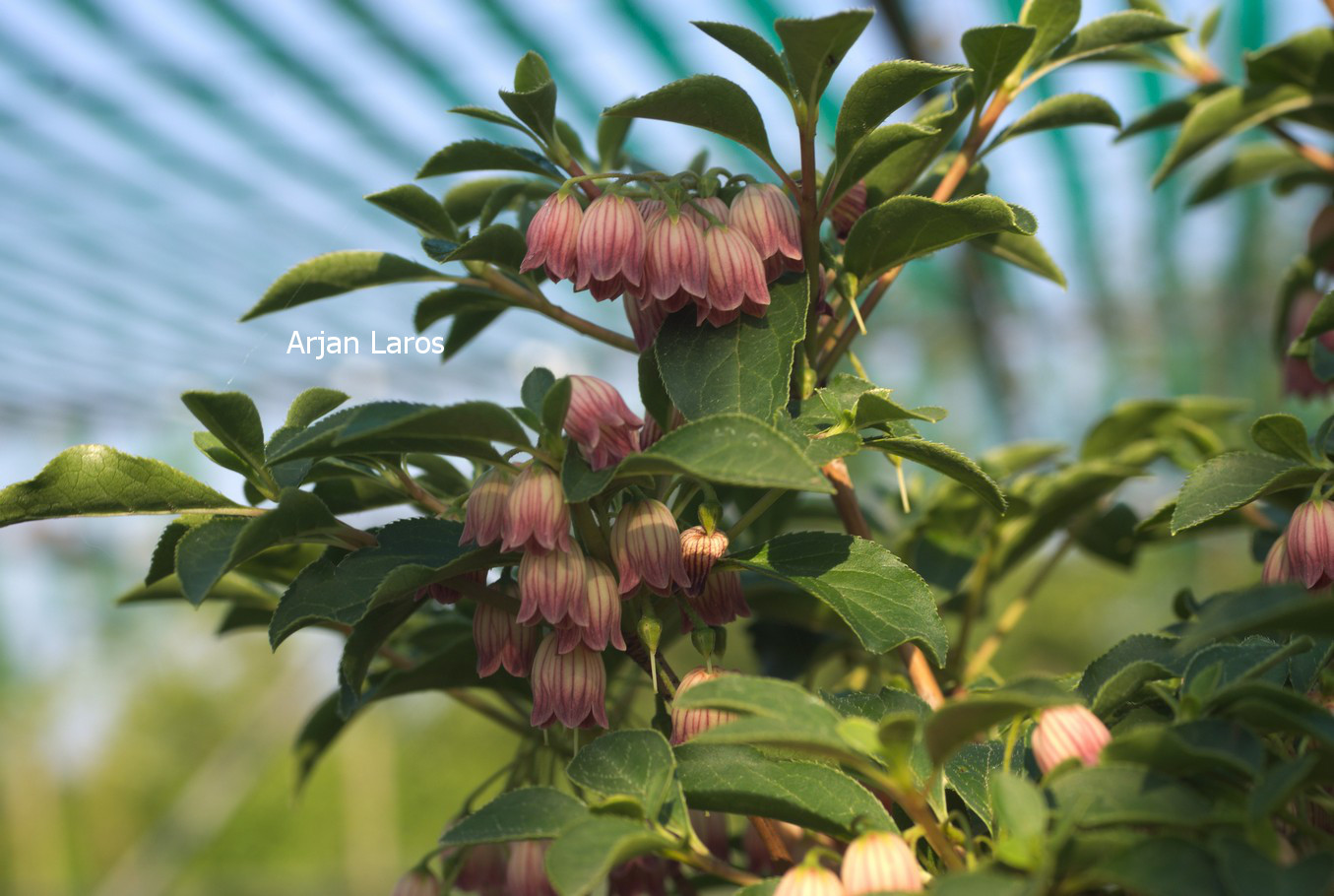 Enkianthus cernuus recurvus