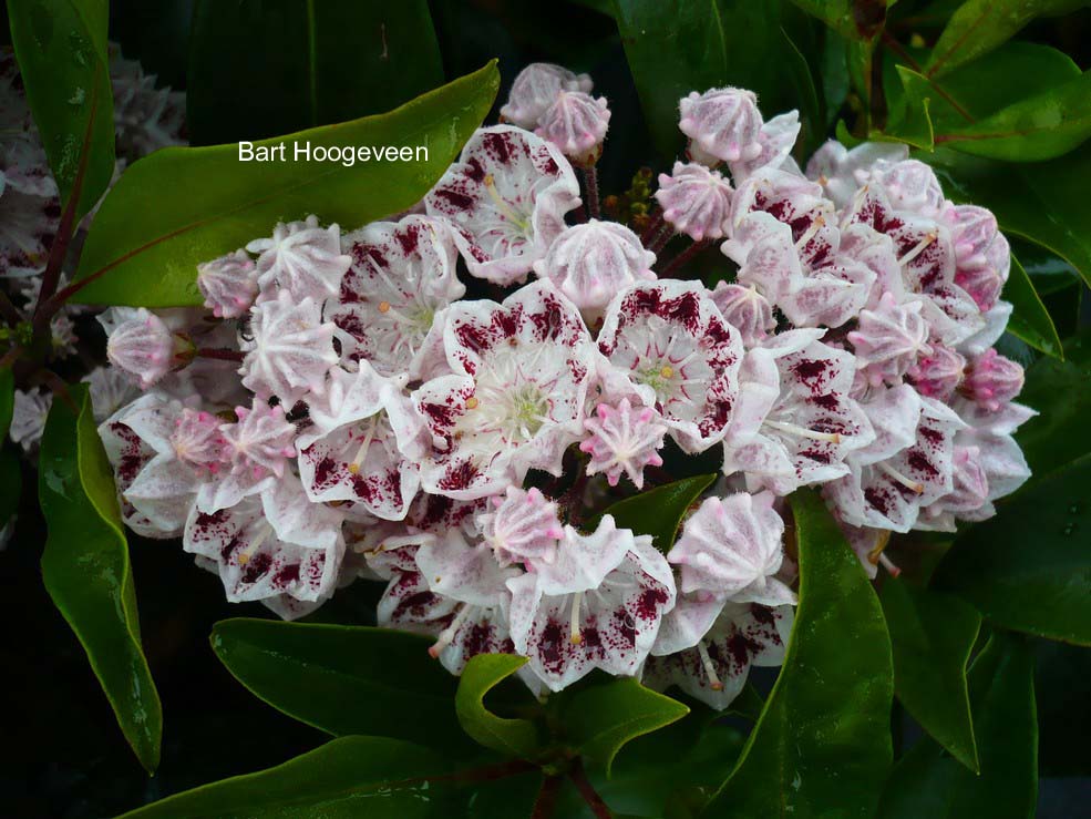 Kalmia latifolia 'Quinnipiac'