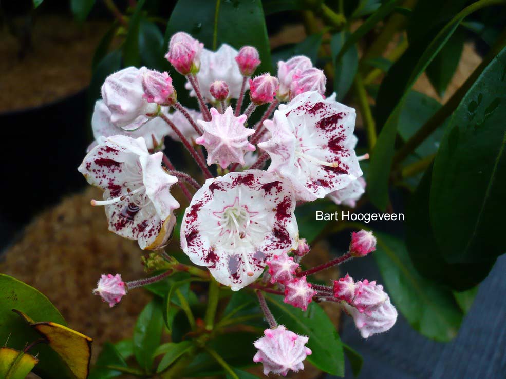 Kalmia latifolia 'Quinnipiac'