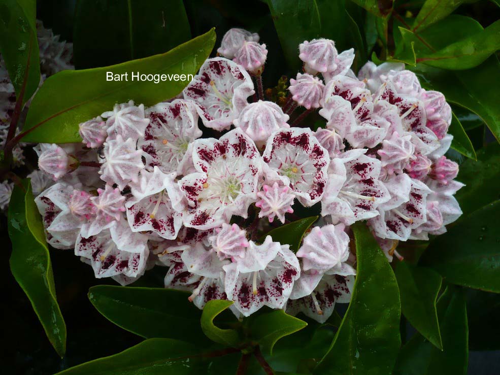 Kalmia latifolia 'Quinnipiac'