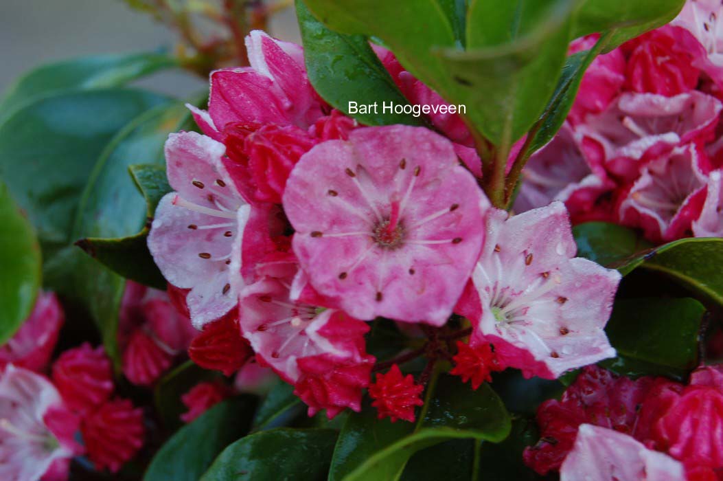 Kalmia latifolia 'Raspberry Glow'