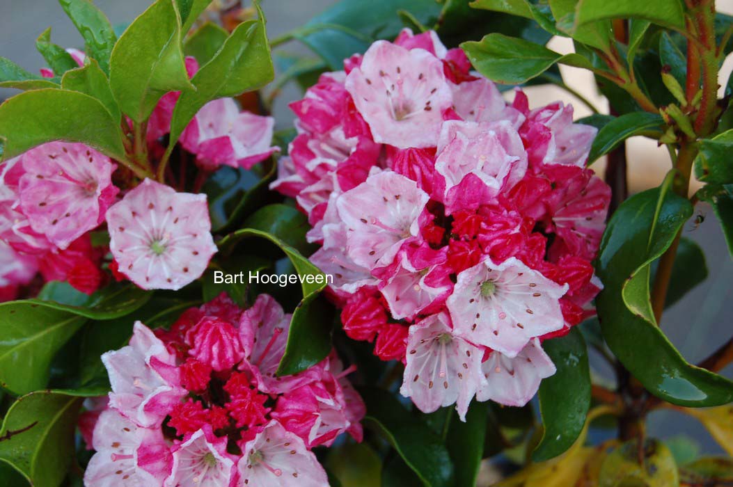 Kalmia latifolia 'Raspberry Glow'